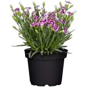 toom Baumarkt Nelken Pink Kisses Angebot