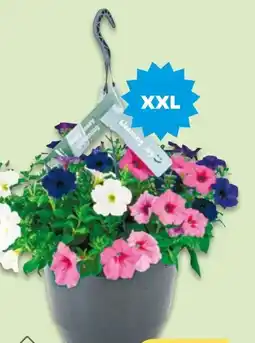 NETTO Blumenampeln XXL Angebot