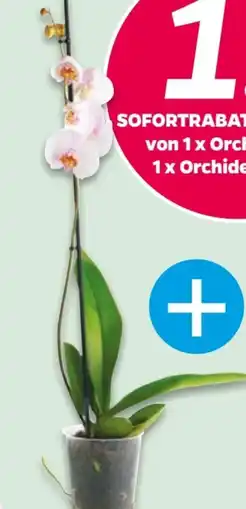 NETTO Orchidee Angebot