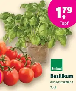 Biomarkt Basilikum Angebot