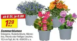 toom Baumarkt Sommerblumen Angebot