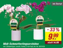 toom Baumarkt Midi-Schmetterlingsorchidee Angebot
