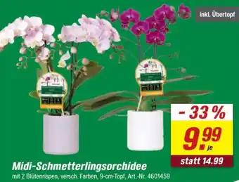 toom Baumarkt Midi-Schmetterlingsorchidee Angebot