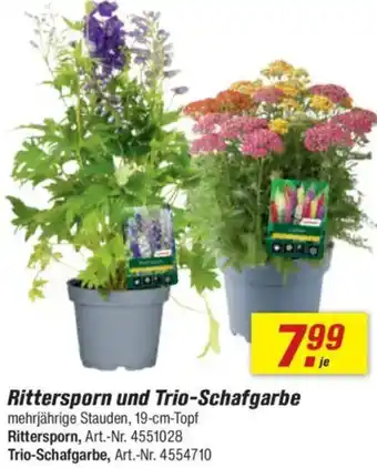 toom Baumarkt Rittersporn und Trio-Schafgarbe Angebot
