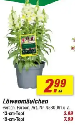 toom Baumarkt Löwenmäulchen Angebot