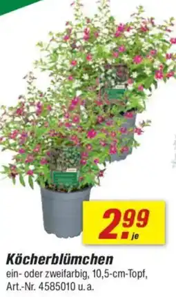 toom Baumarkt Köcherblümchen Angebot