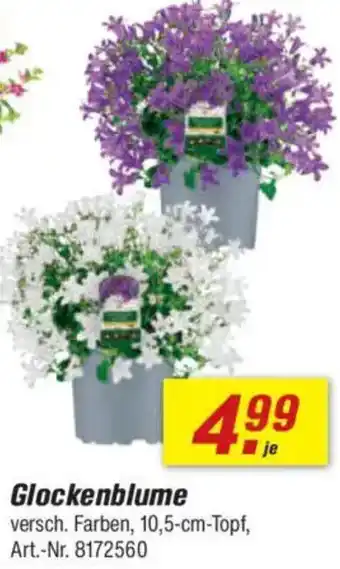 toom Baumarkt Glockenblume Angebot