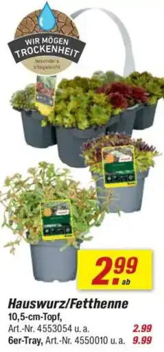toom Baumarkt Hauswurz/Fetthenne Angebot