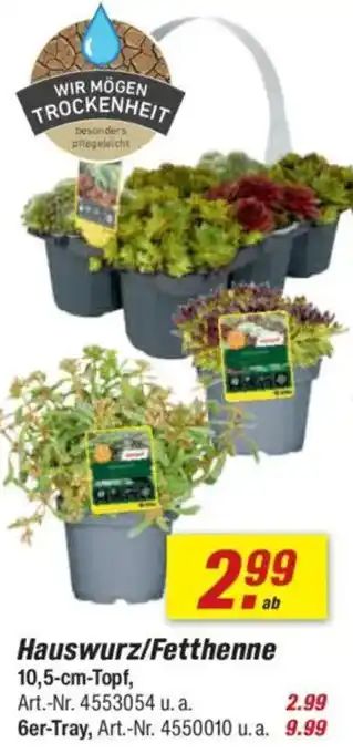 toom Baumarkt Hauswurz/Fetthenne Angebot