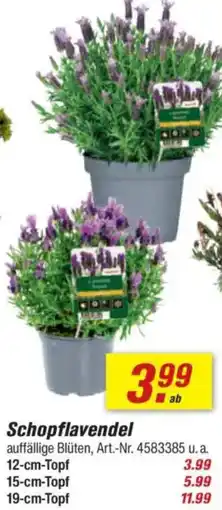toom Baumarkt Schopflavendel Angebot