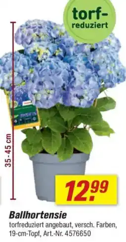 toom Baumarkt Ballhortensie Angebot