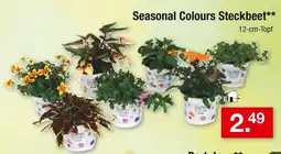 Zimmermann Seasonal colours steckbeet Angebot
