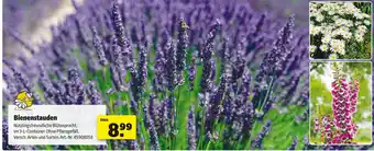 Hagebau Bee happy bienenstauden Angebot