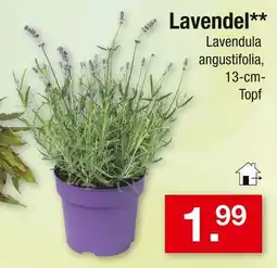 Zimmermann Lavendel Angebot