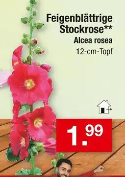 Zimmermann Alcea rosea feigenblättrige stockrose Angebot