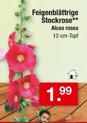 Zimmermann Alcea rosea feigenblättrige stockrose Angebot
