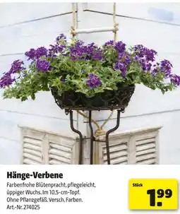 Hagebau Hänge-verbene Angebot
