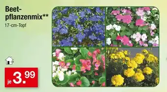 Zimmermann Beetpflanzenmix Angebot