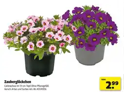 Hagebau Zauberglöckchen Angebot