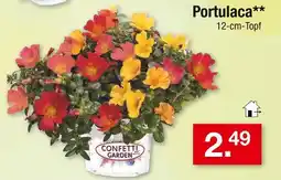 Zimmermann Confetti garden portulaca Angebot
