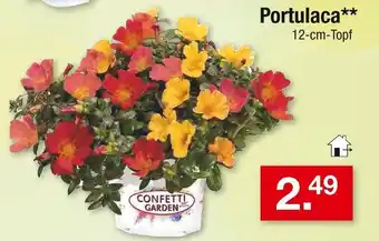 Zimmermann Confetti garden portulaca Angebot