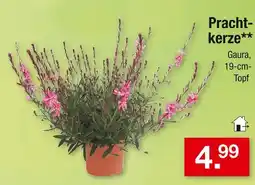Zimmermann Prachtkerze Angebot
