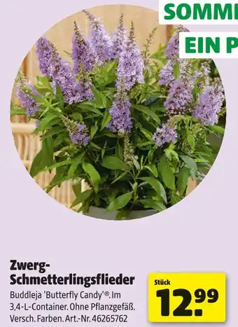 Hagebau Zwerg-schmetterlingsflieder Angebot