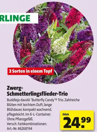 Hagebau Zwerg-schmetterlingsflieder-trio Angebot