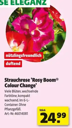 Hagebau Strauchrose 'rosy boom colour change' Angebot