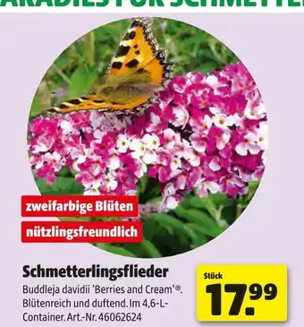Hagebau Schmetterlingsflieder Angebot