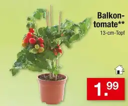 Zimmermann Balkontomate Angebot