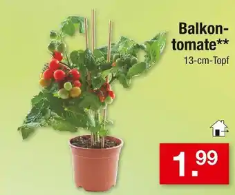 Zimmermann Balkontomate Angebot