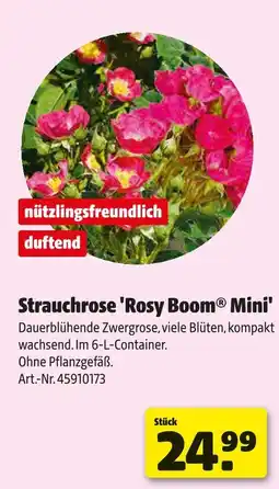 Hagebau Strauchrose 'rosy boom mini' Angebot