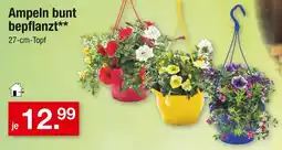 Zimmermann Ampeln bunt bepflanzt Angebot