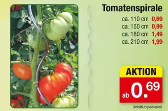 Zimmermann Tomatenspirale Angebot