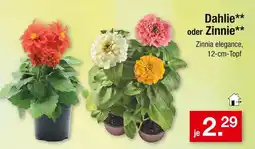 Zimmermann Dahlie oder zinnie Angebot