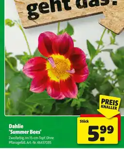 Hagebau Dahlie 'summer bees' Angebot