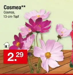 Zimmermann Cosmea Angebot