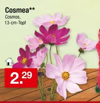 Zimmermann Cosmea Angebot