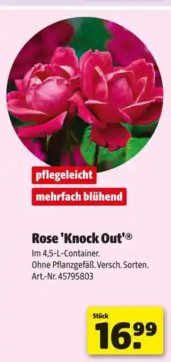 Hagebau Rose 'knock out' Angebot