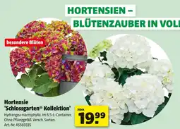 Hagebau Hortensie 'schlossgarten kollektion' Angebot