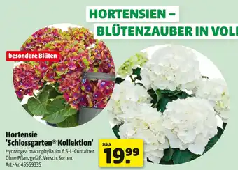 Hagebau Hortensie 'schlossgarten kollektion' Angebot