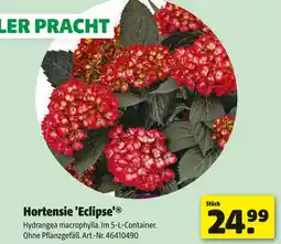 Hagebau Hortensie 'eclipse' Angebot
