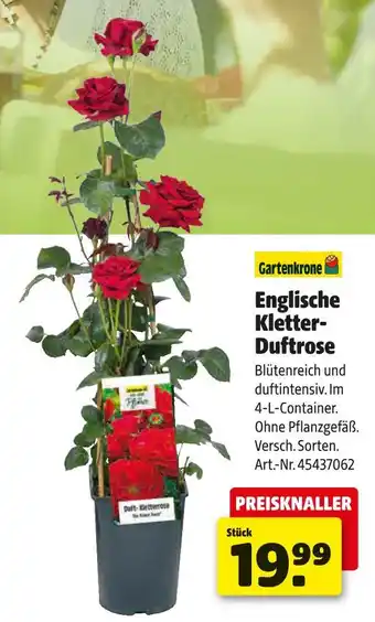 Hagebau Gartenkrone englische kletter-duftrose Angebot