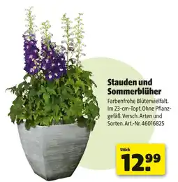 Hagebau Stauden und sommerblüher Angebot