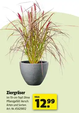 Hagebau Ziergräser Angebot