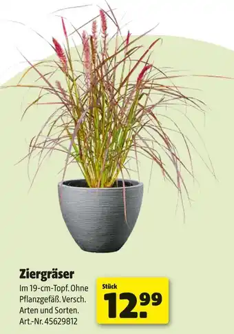 Hagebau Ziergräser Angebot