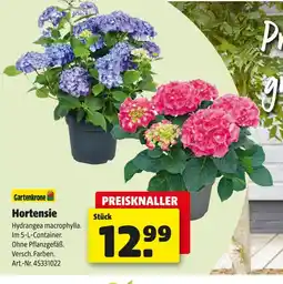 Hagebau Gartenkrone hortensie Angebot