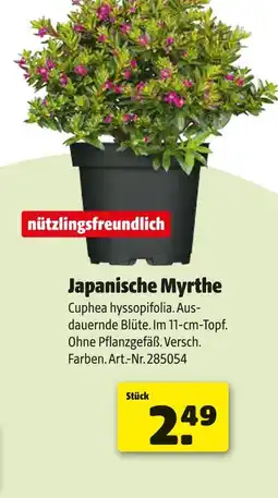 Hagebau Japanische myrthe Angebot