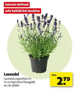 Hagebau Lavendel Angebot